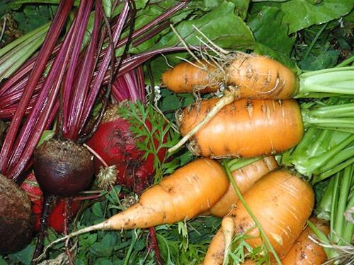 Як зберігати буряк і моркву на зиму